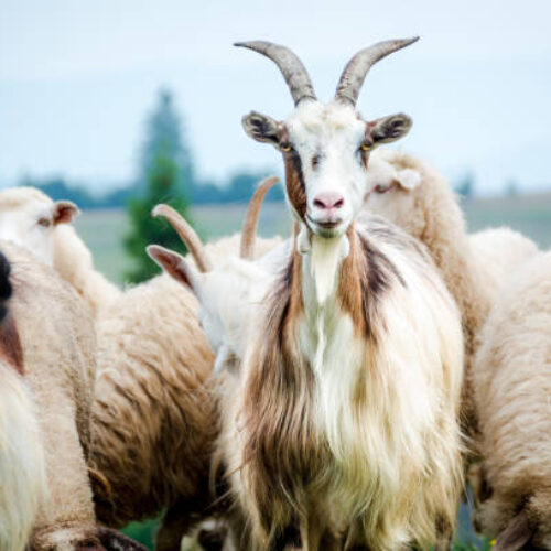 portrait of domestic goat on the pasture