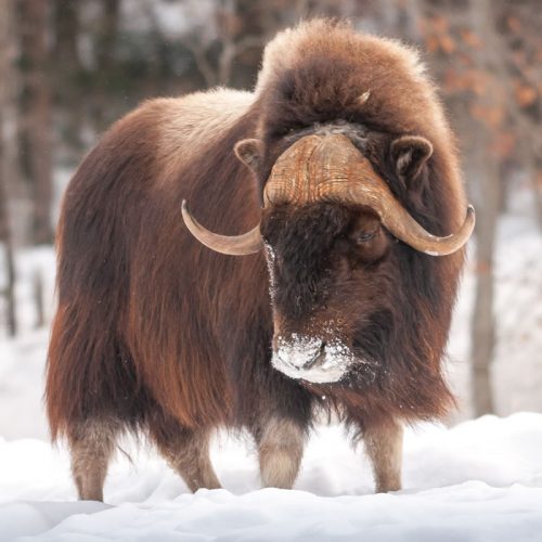 muskoxsmall